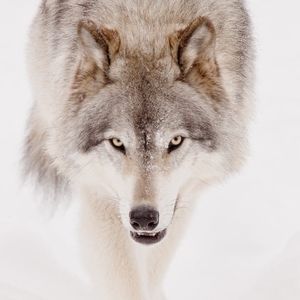 Meet your Posher, Peter